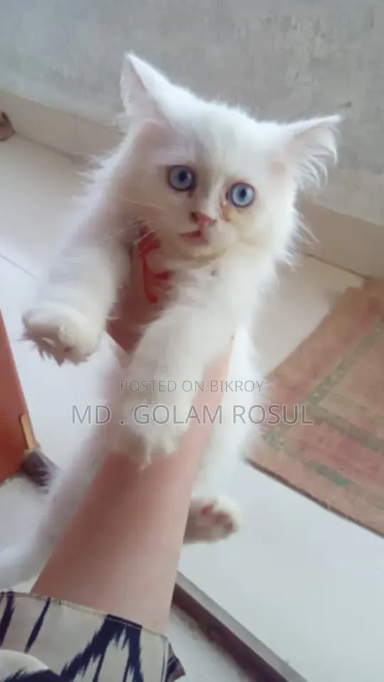 1-3 Months Female Purebred Persian