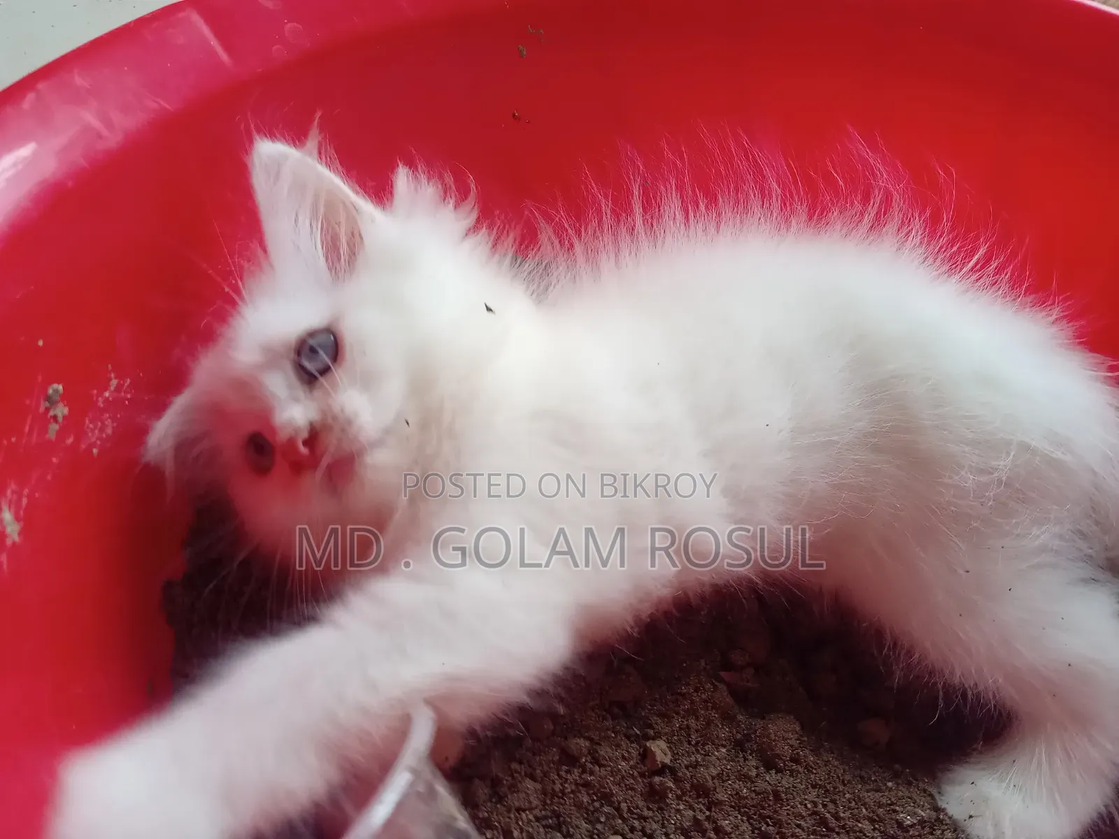 1-3 Months Female Purebred Persian