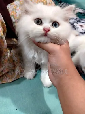 1-3 Months Male Purebred Persian
