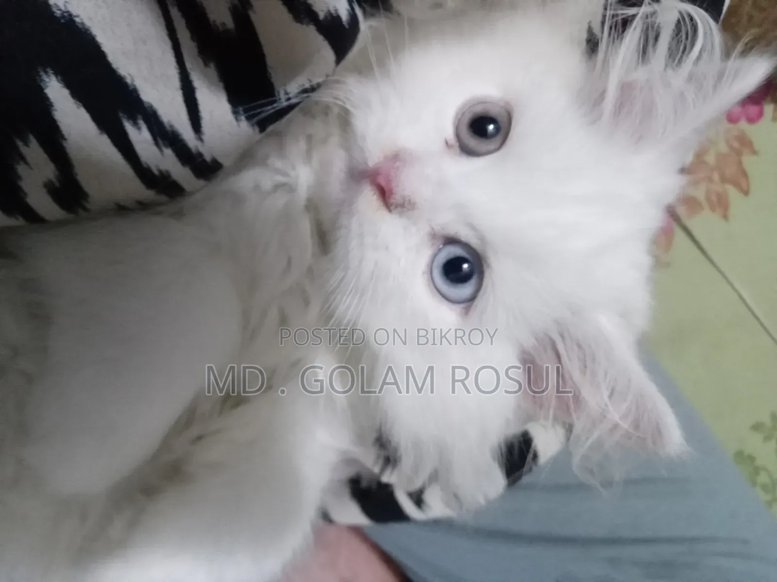 1-3 Months Male Purebred Persian