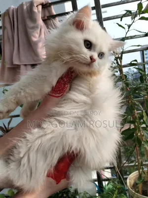 1-3 Months Male Purebred Persian