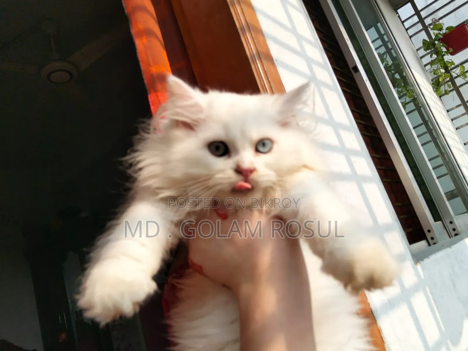 1-3 Months Male Purebred Persian