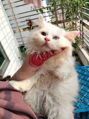 1-3 Months Male Purebred Persian
