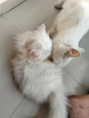 1-3 Months Male Purebred Persian