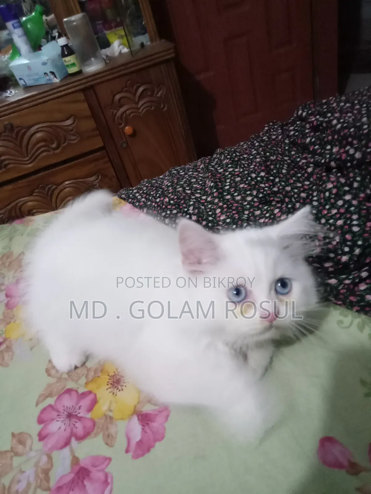 1-3 Months Male Purebred Persian