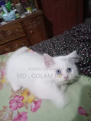 1-3 Months Male Purebred Persian