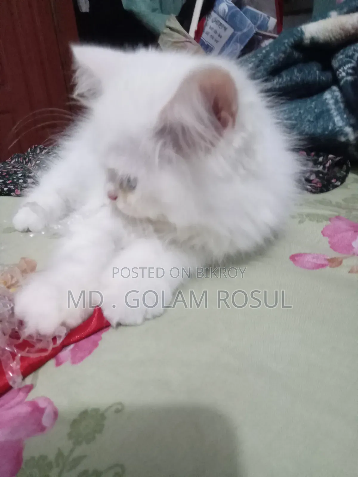 1-3 Months Male Purebred Persian