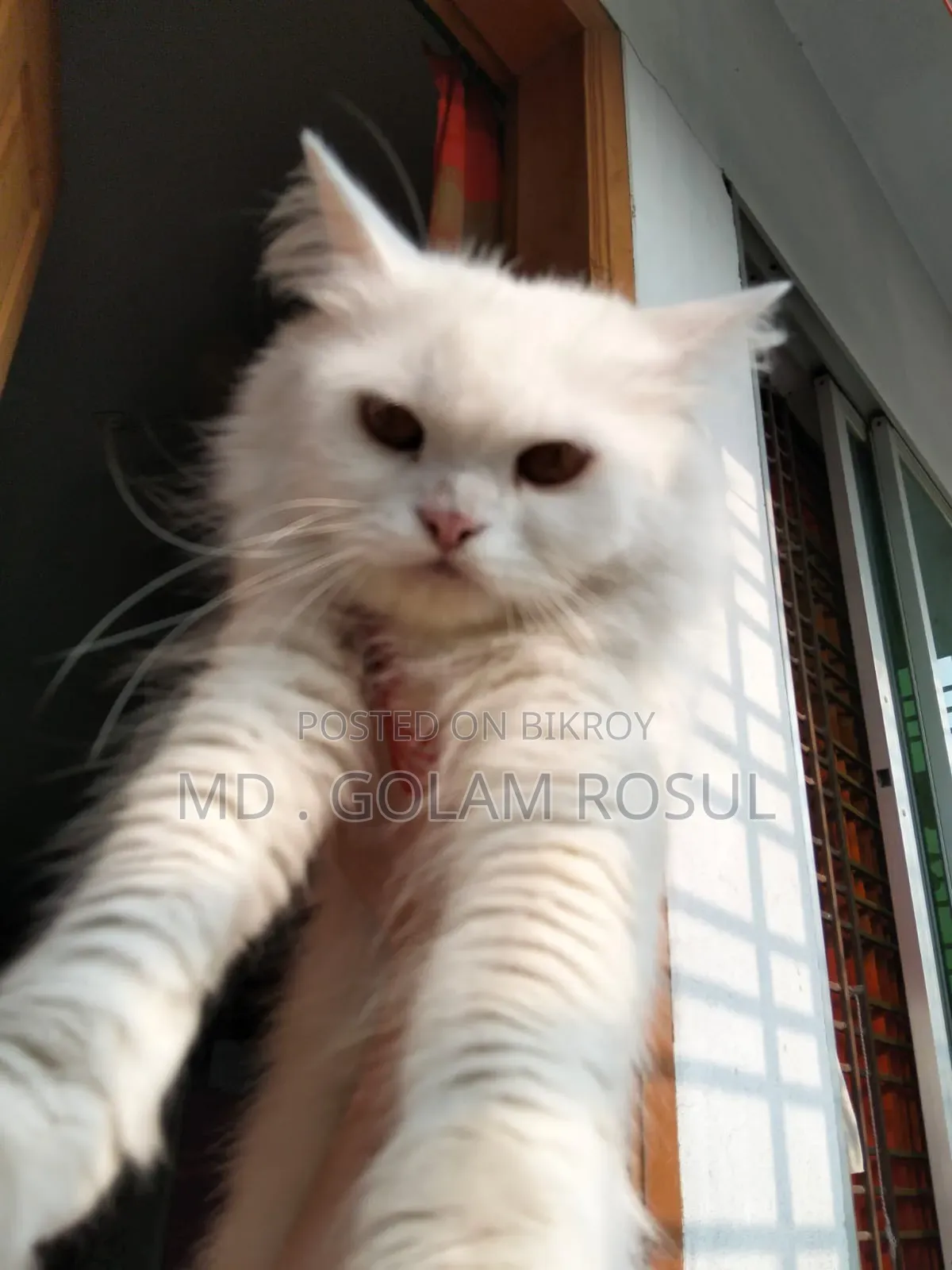 1+ Year Female Purebred Cat