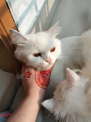 1+ Year Female Purebred Cat