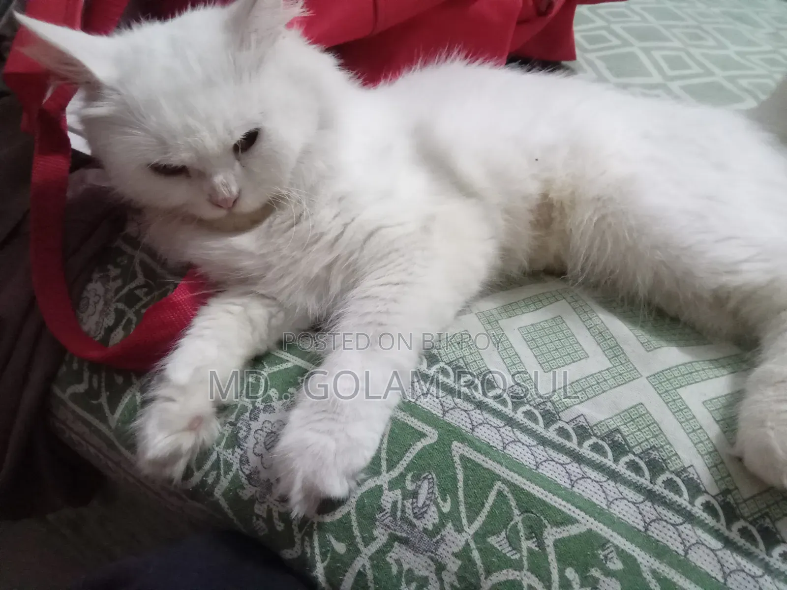 1+ Year Female Purebred Cat