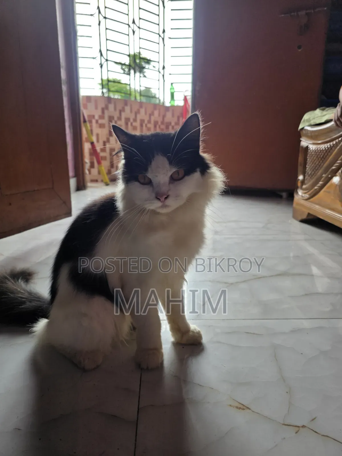 1+ Year Male Purebred Persian