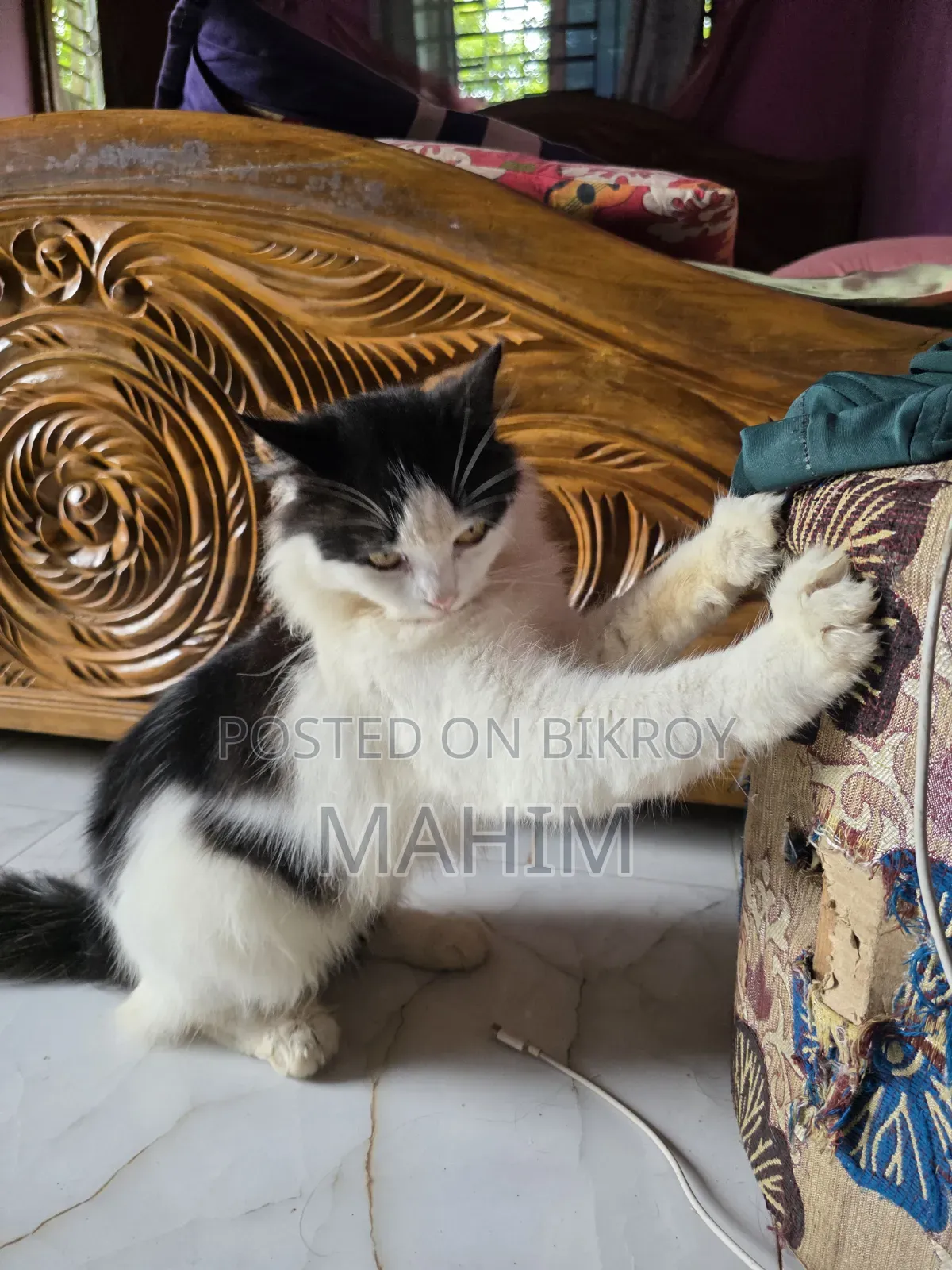 1+ Year Male Purebred Persian