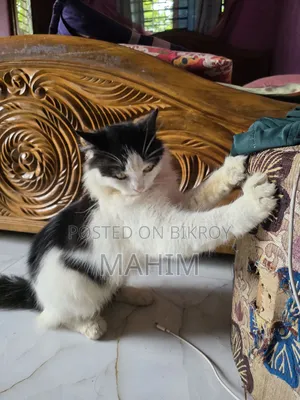 1+ Year Male Purebred Persian