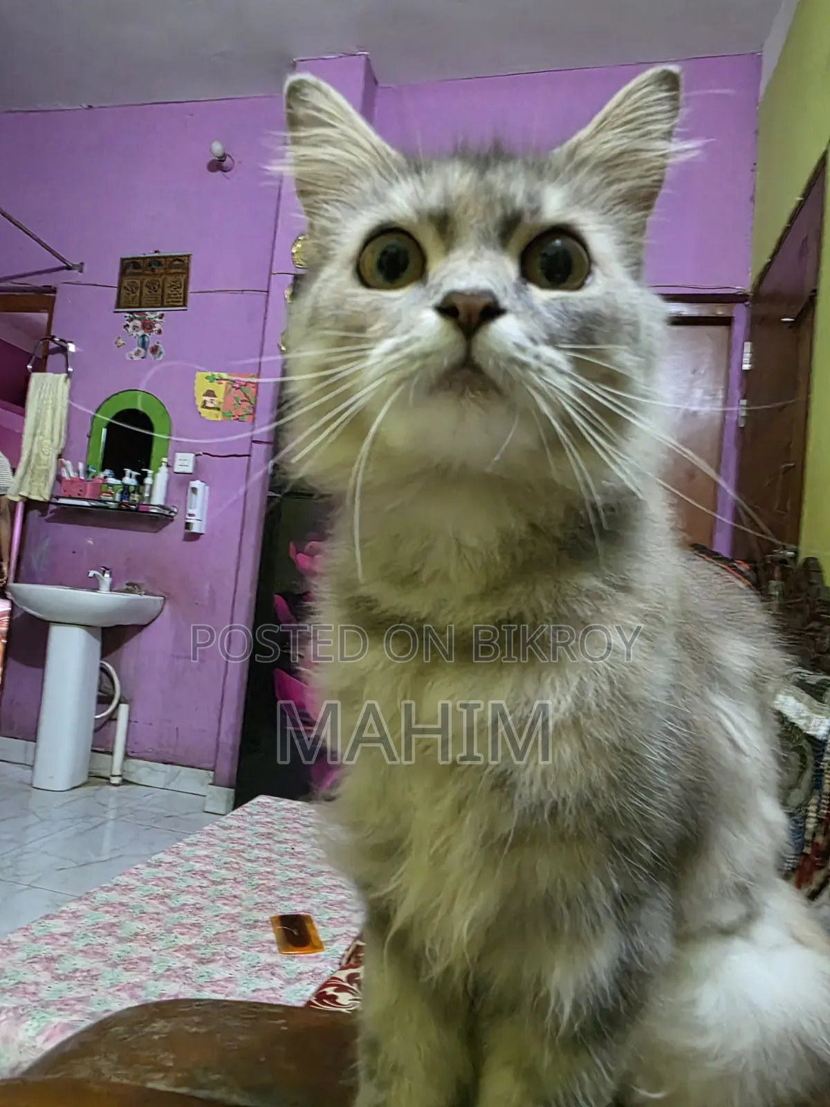 1+ Year Male Purebred Persian