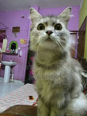 1+ Year Male Purebred Persian