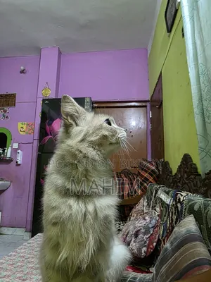 1+ Year Male Purebred Persian
