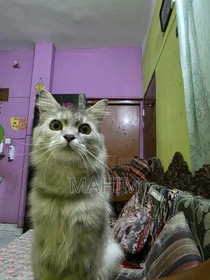 1+ Year Male Purebred Persian