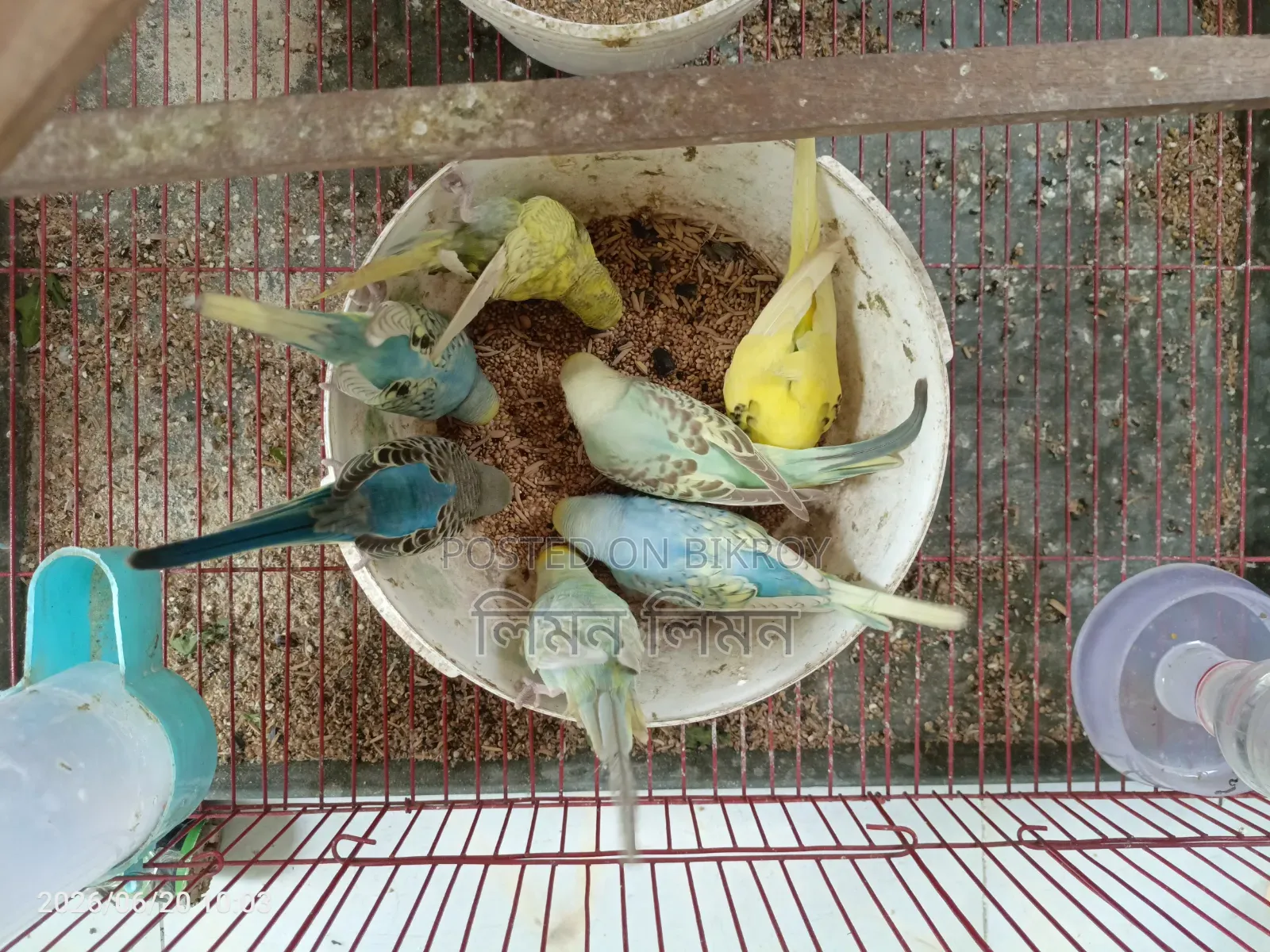 Budgerigar birds for sale