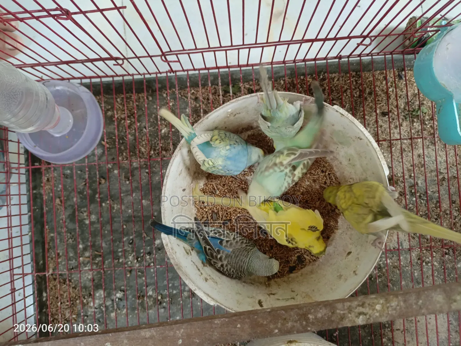 Budgerigar birds for sale