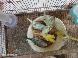 Budgerigar birds for sale