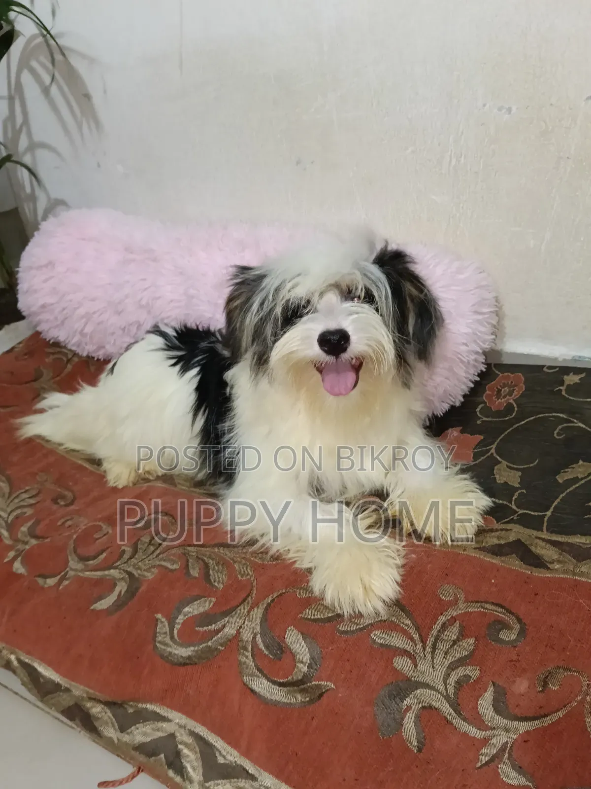 3-6 Months Male Purebred Havanese