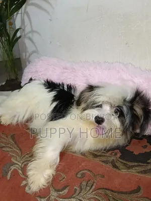 3-6 Months Male Purebred Havanese