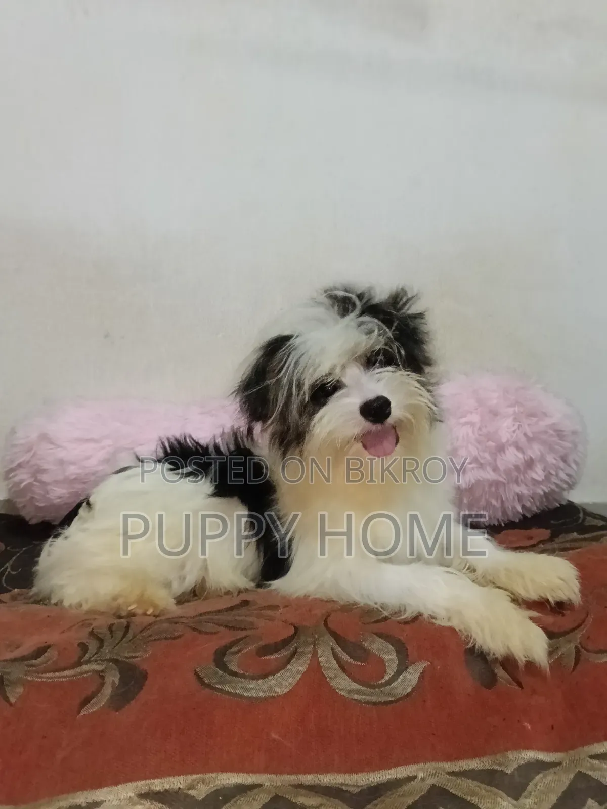 3-6 Months Male Purebred Havanese