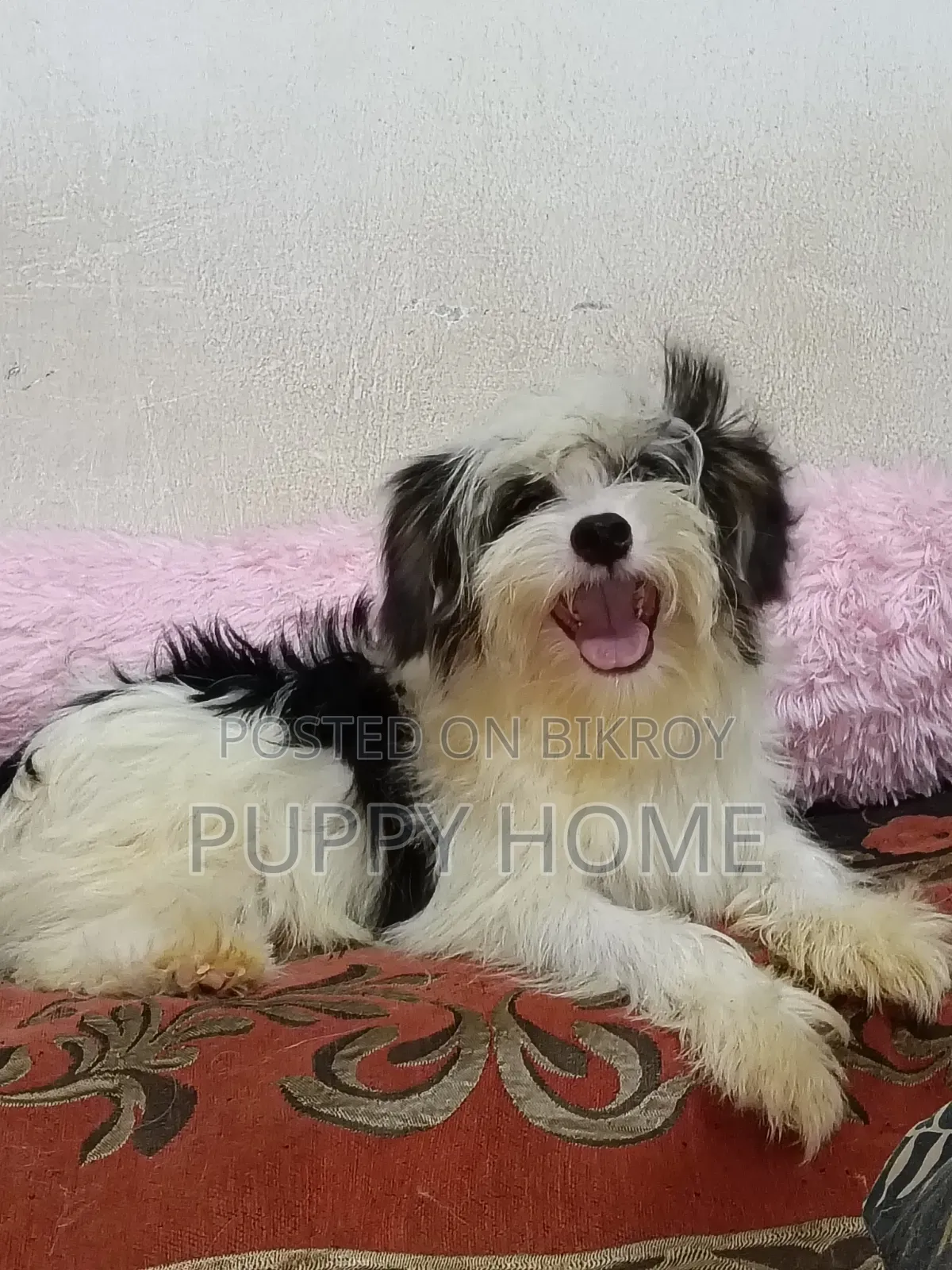 3-6 Months Male Purebred Havanese