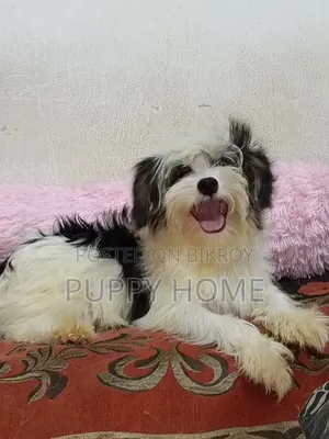 3-6 Months Male Purebred Havanese