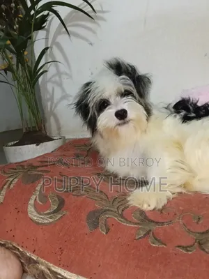 3-6 Months Male Purebred Havanese