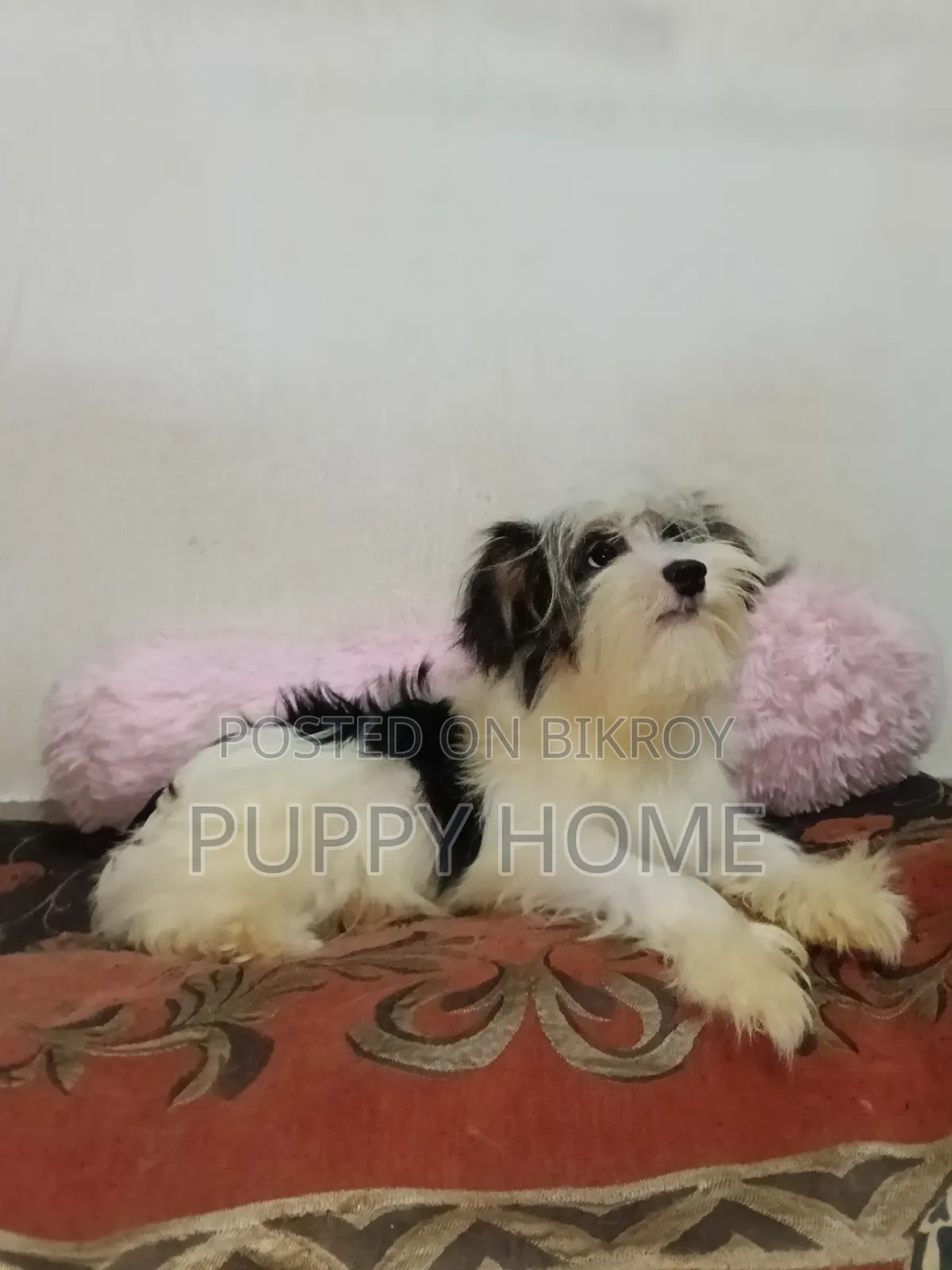 3-6 Months Male Purebred Havanese