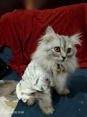 6-12 Months Female Purebred Persian