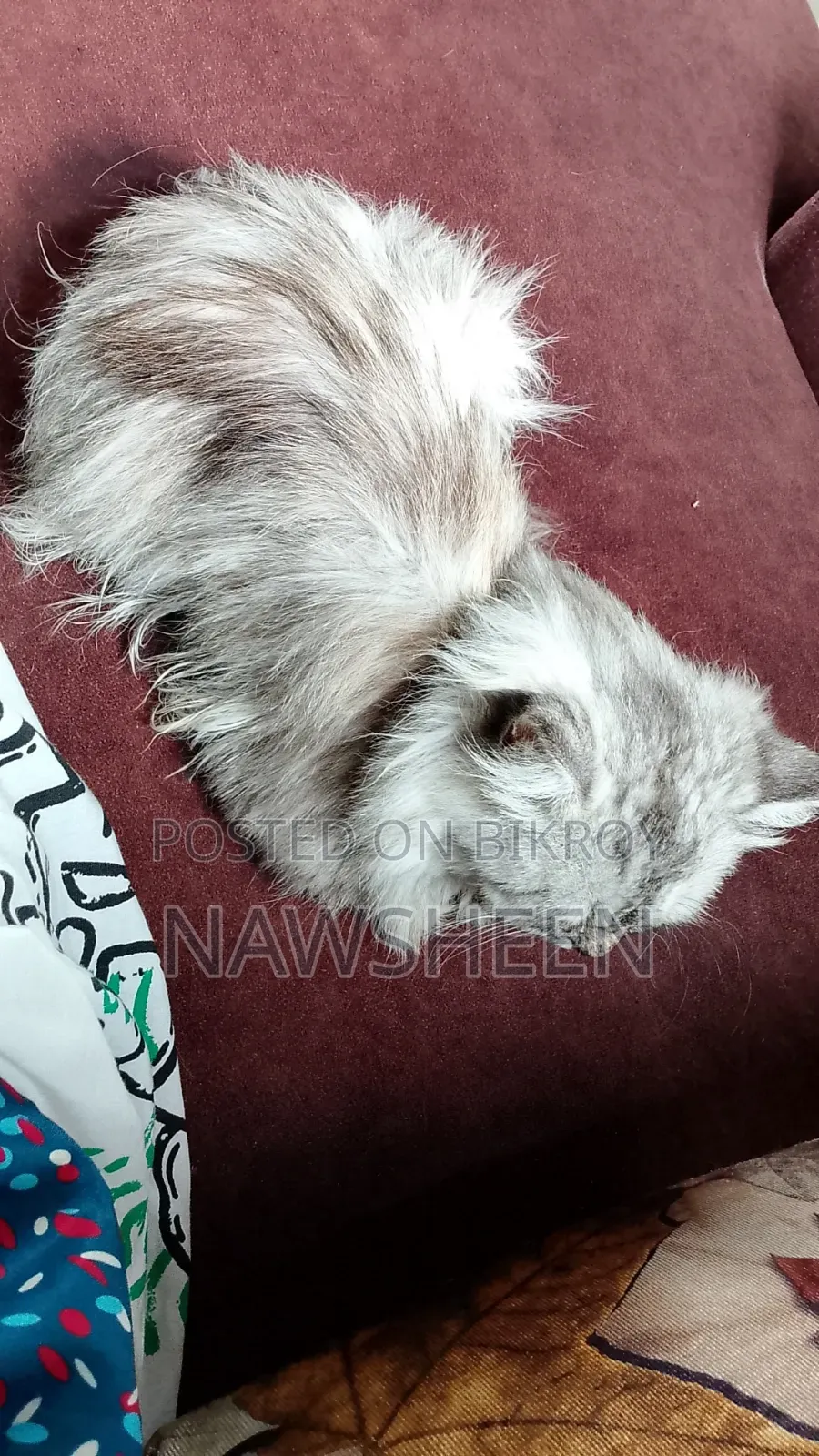 6-12 Months Female Purebred Persian