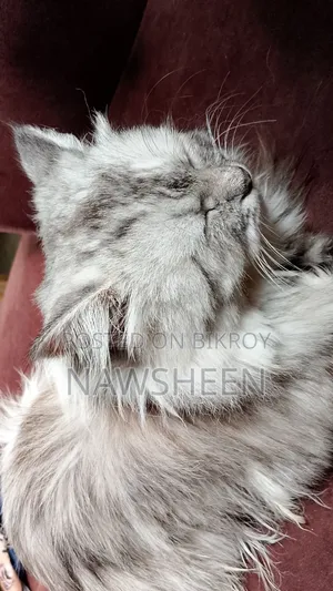 6-12 Months Female Purebred Persian