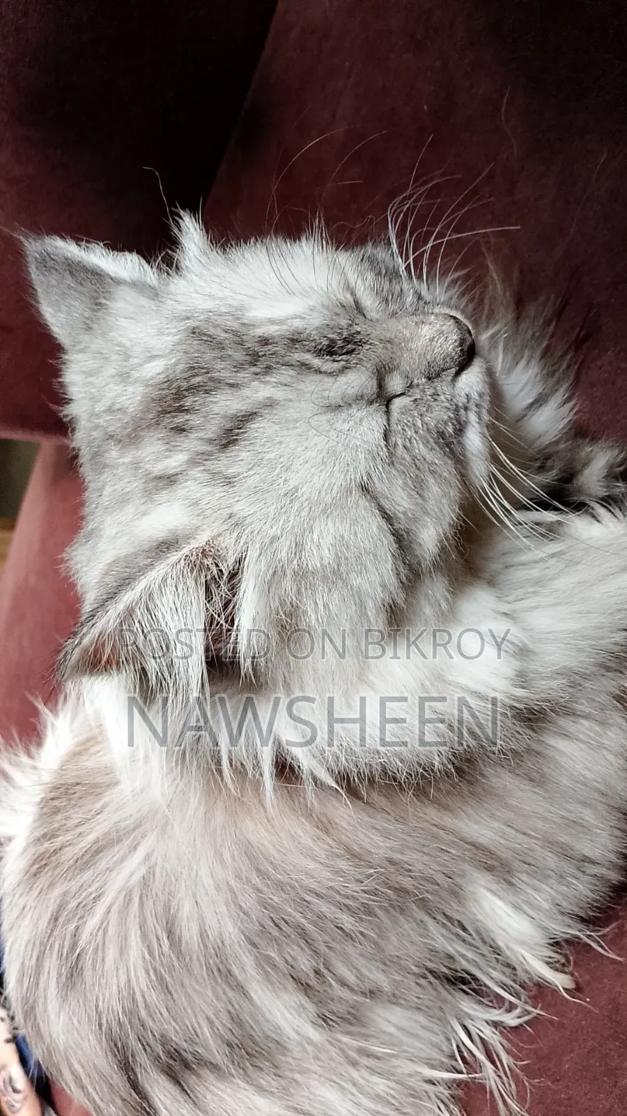 6-12 Months Female Purebred Persian