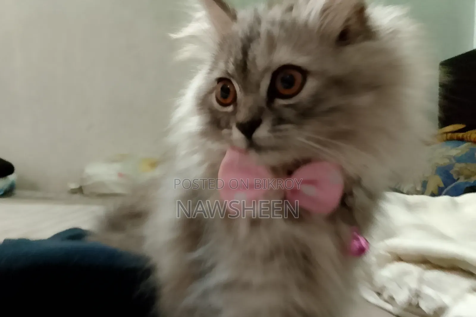 6-12 Months Female Purebred Persian