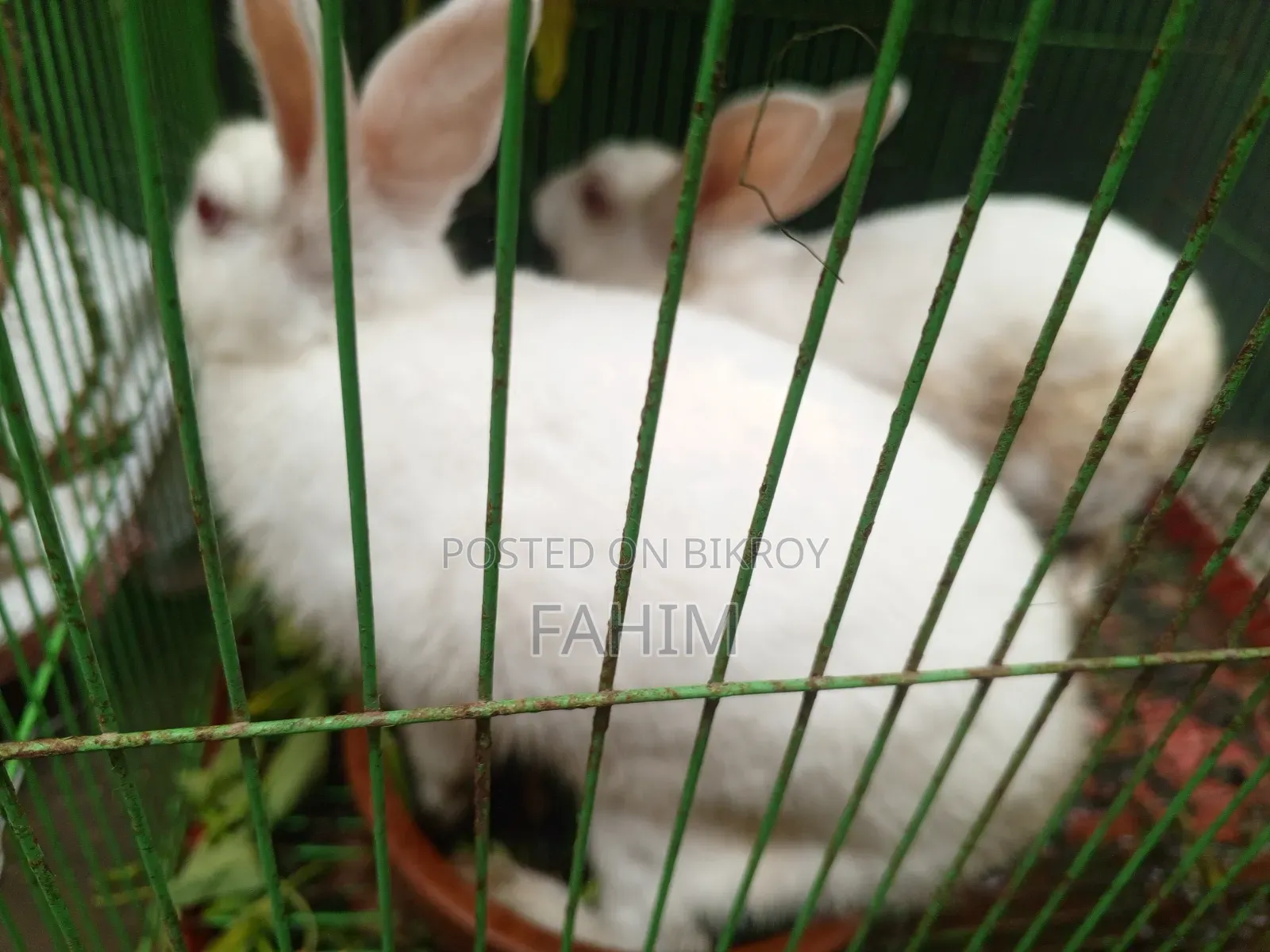1 pair of rabbits