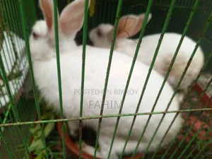 1 pair of rabbits