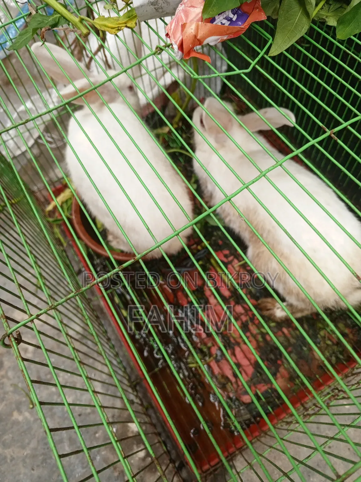 1 pair of rabbits