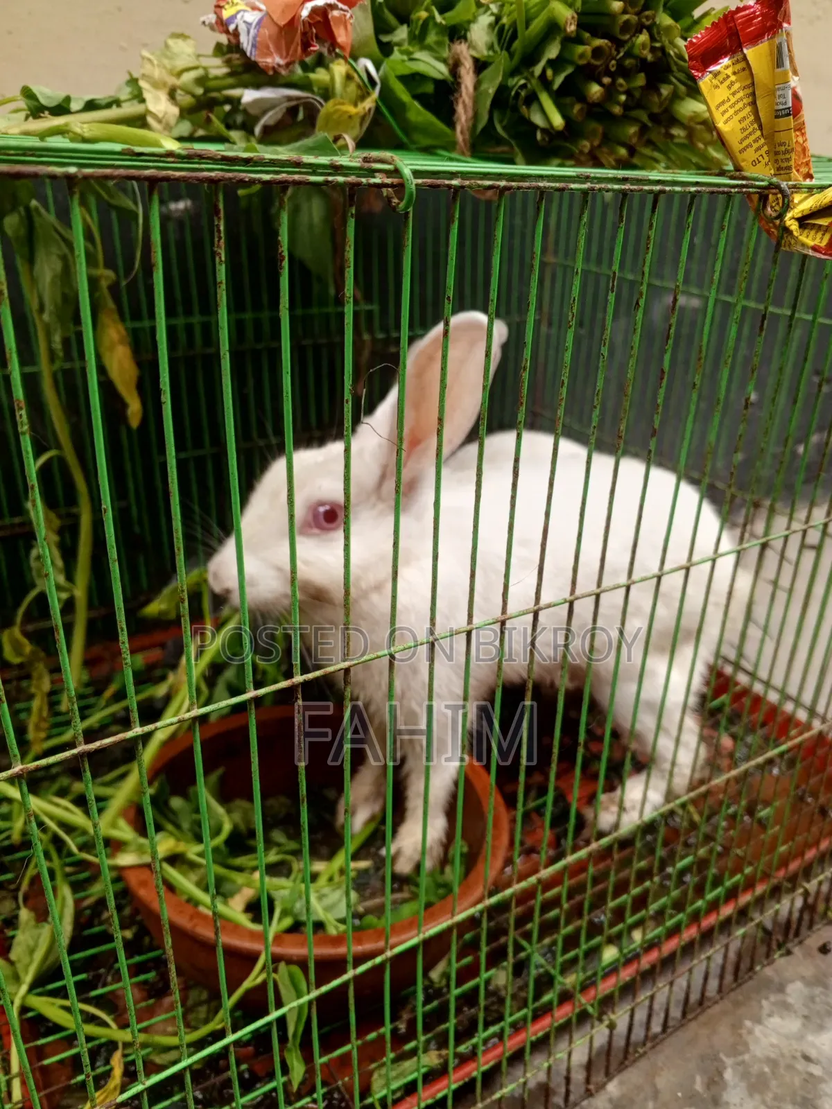 1 pair of rabbits