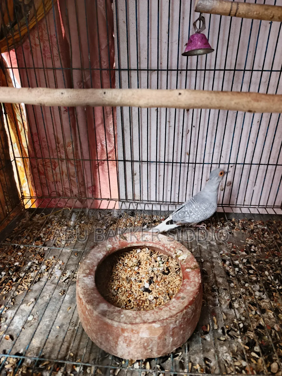 Diamond Dove Male