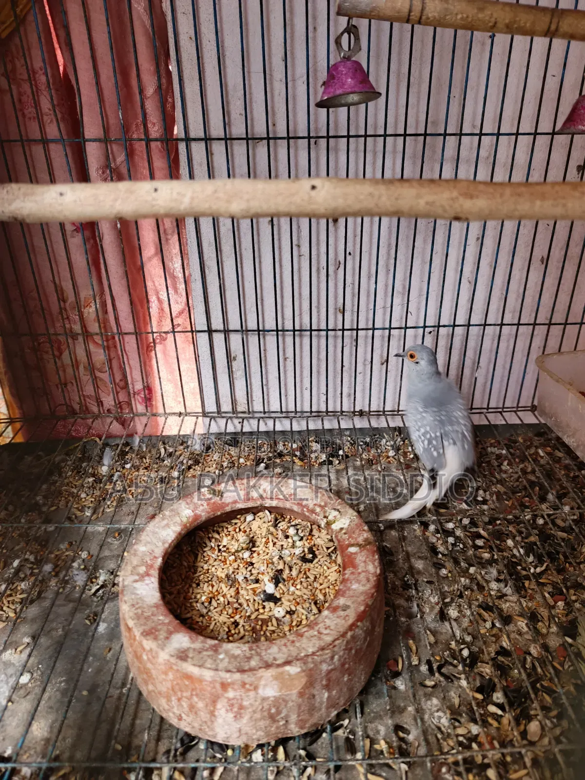 Diamond Dove Male