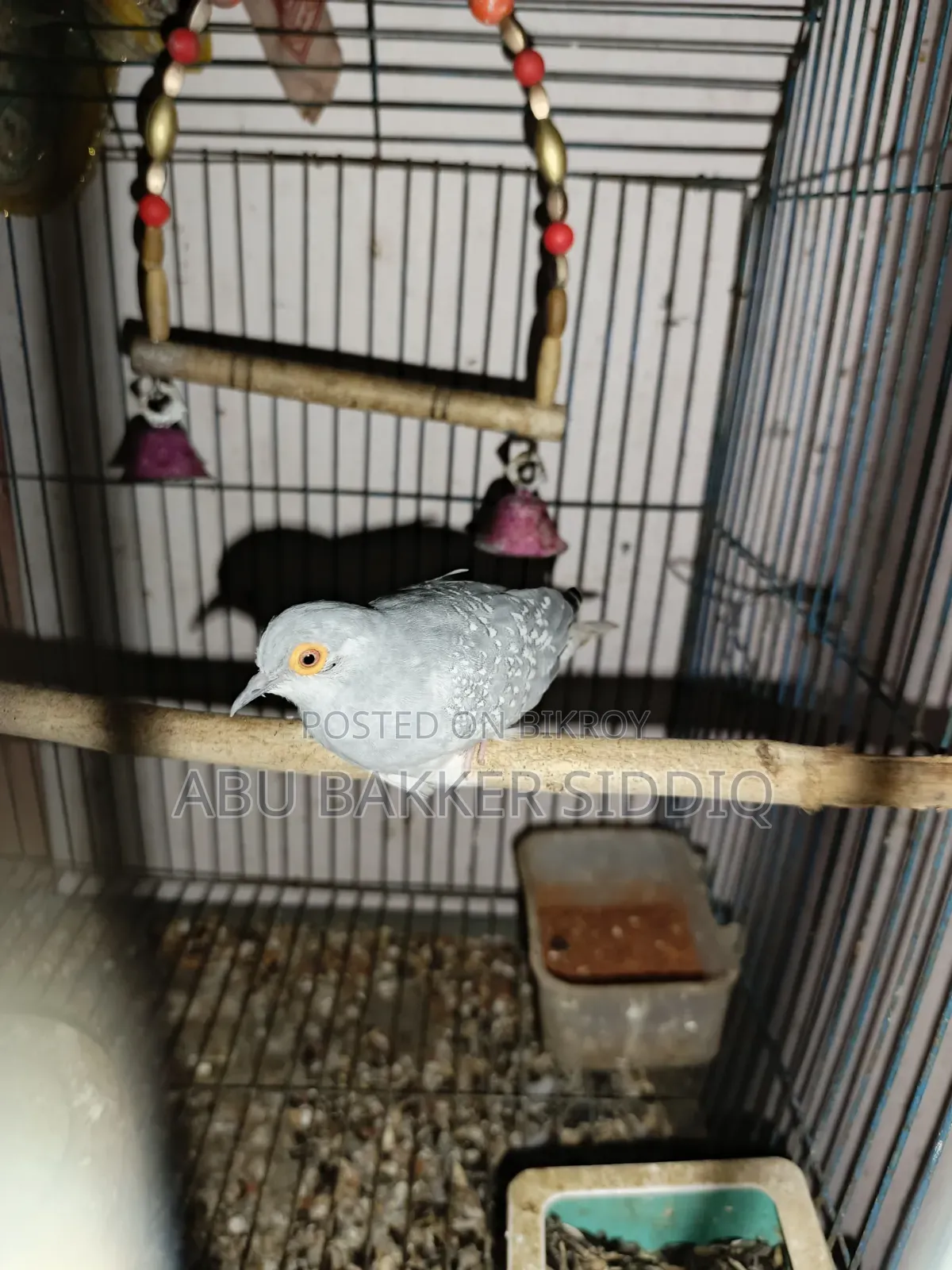 Diamond Dove Male