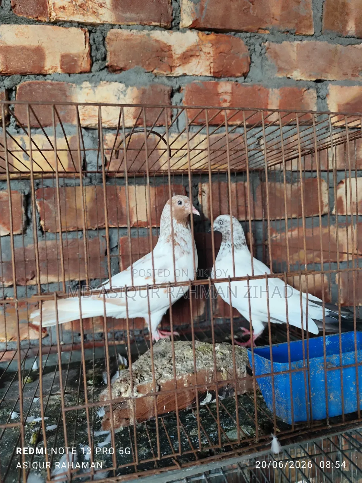 Price given for a pair including a Red Shira female