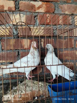Price given for a pair including a Red Shira female