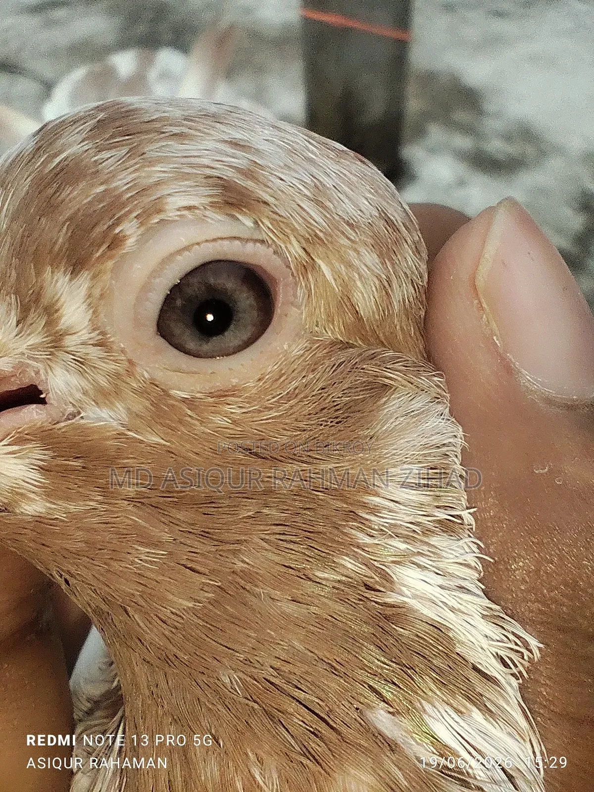 Price given for a pair including a Red Shira female