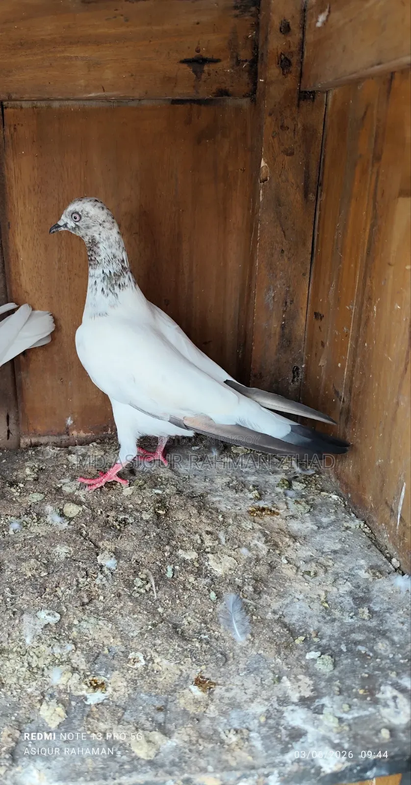 Price given for a pair including a Red Shira female