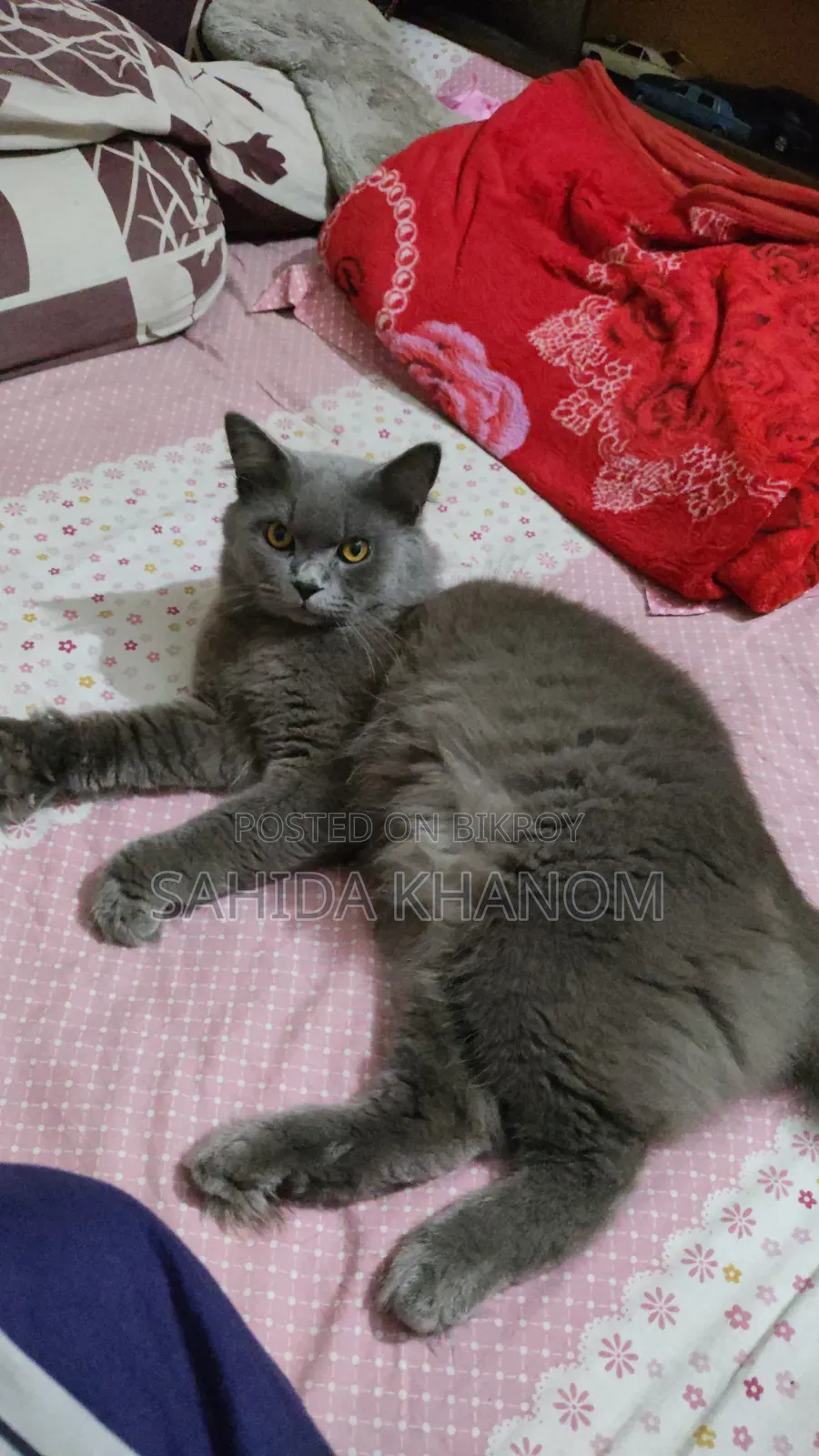 6-12 Months Male Purebred British Shorthair