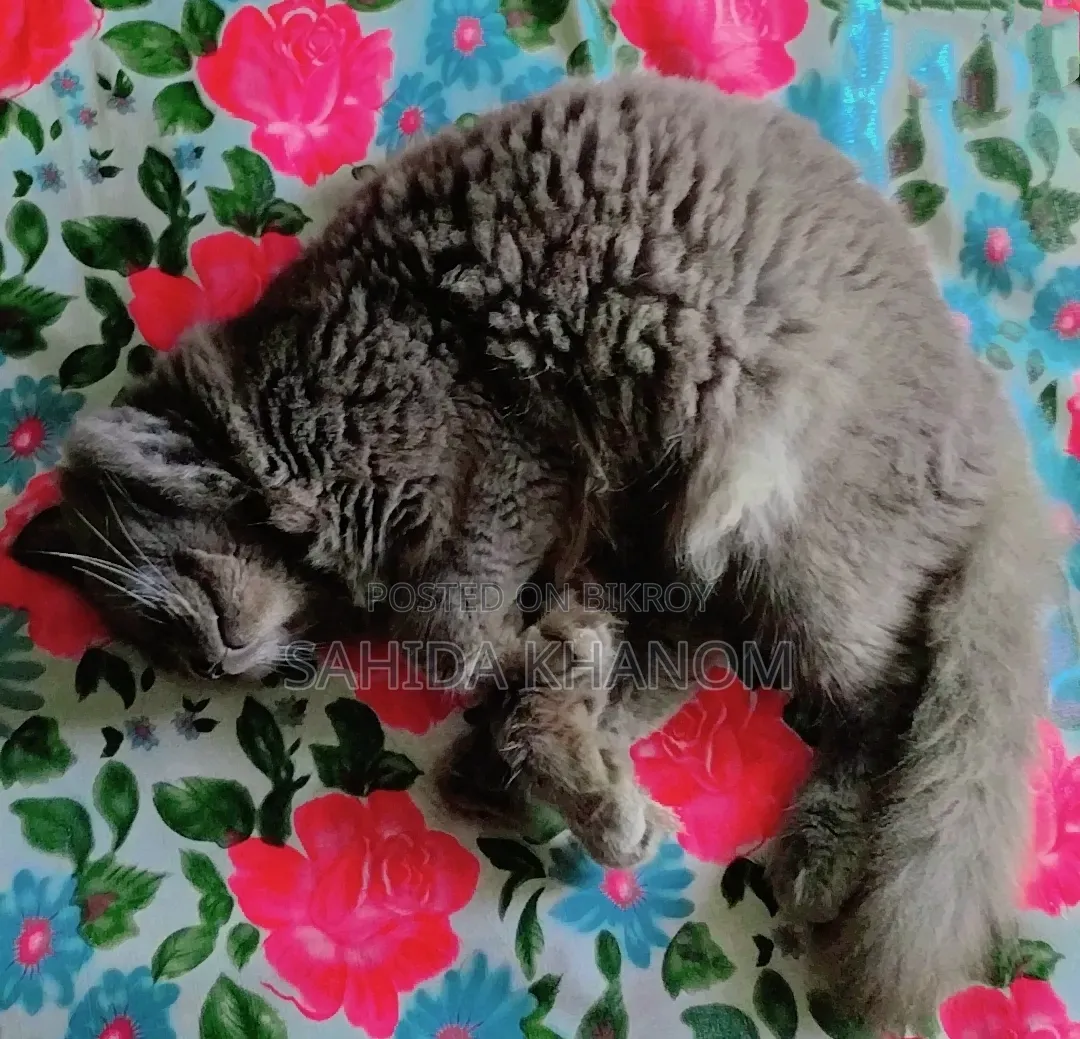 6-12 Months Male Purebred British Shorthair
