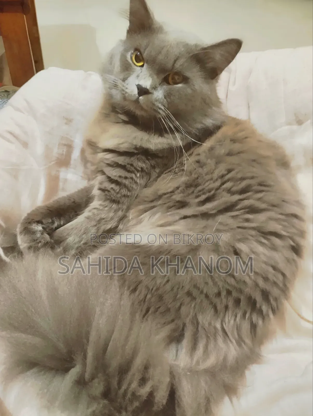 6-12 Months Male Purebred British Shorthair